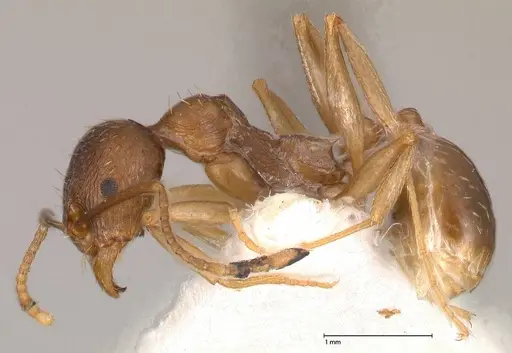 Aphaenogaster graeca - FOCOL0516