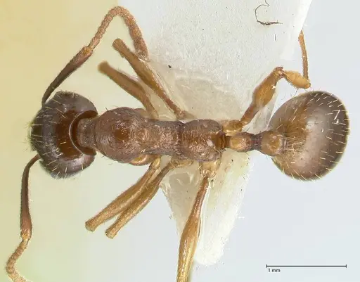 Aphaenogaster graeca - FOCOL1838