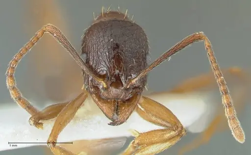 Aphaenogaster graeca - FOCOL1838