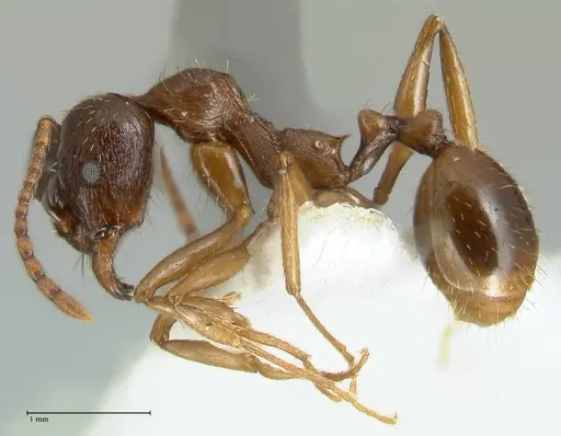 Aphaenogaster graeca - FOCOL1838