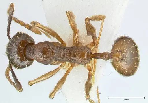 Aphaenogaster graeca - FOCOL1839