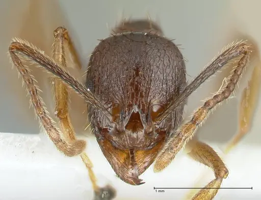 Aphaenogaster graeca - FOCOL1839