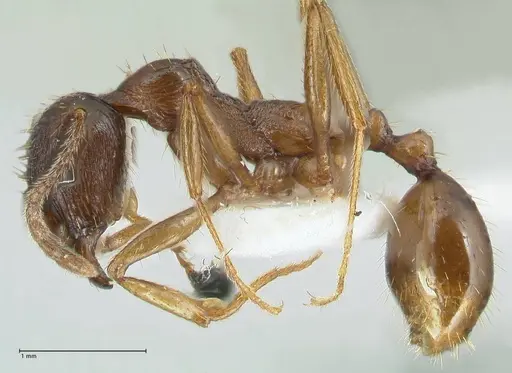 Aphaenogaster graeca - FOCOL1839
