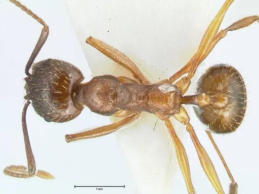Aphaenogaster graeca - FOCOL1840