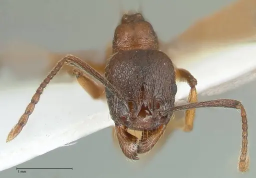 Aphaenogaster graeca - FOCOL1840