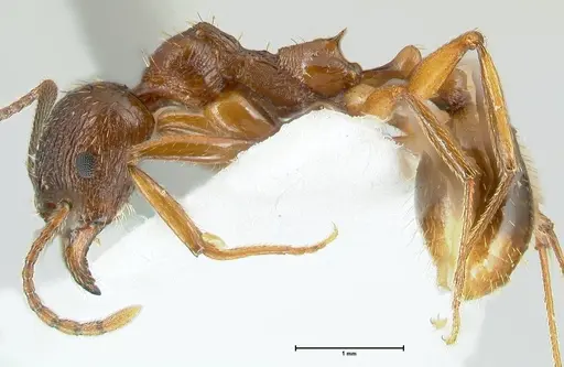 Aphaenogaster graeca - FOCOL1840