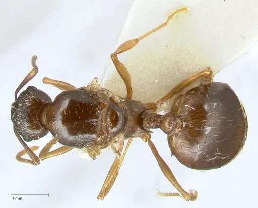 Aphaenogaster graeca - FOCOL1841