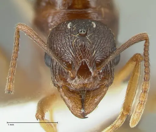 Aphaenogaster graeca - FOCOL1841