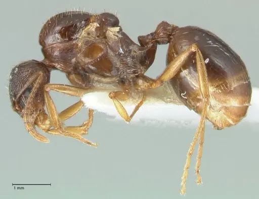 Aphaenogaster graeca - FOCOL1841