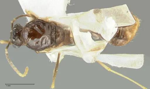 Aphaenogaster graeca - FOCOL1842
