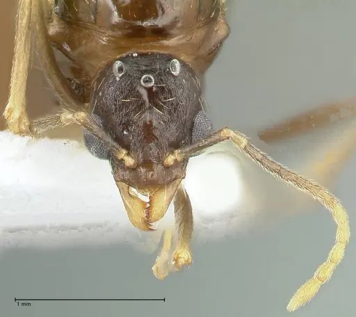 Aphaenogaster graeca - FOCOL1842