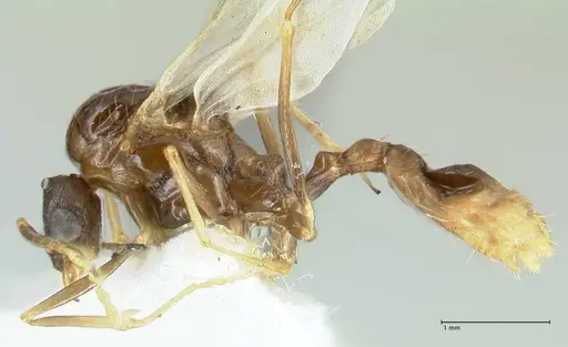 Aphaenogaster graeca - FOCOL1842