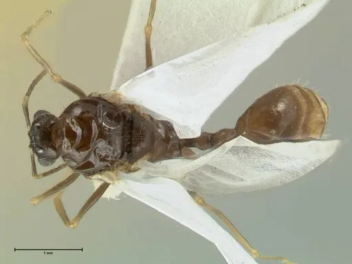 Aphaenogaster graeca - FOCOL1843