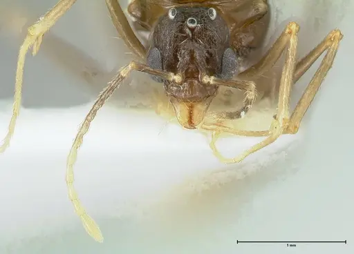 Aphaenogaster graeca - FOCOL1843