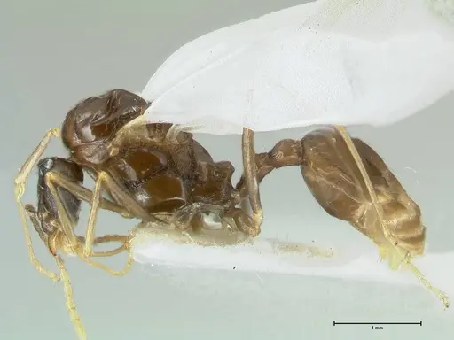 Aphaenogaster graeca - FOCOL1843