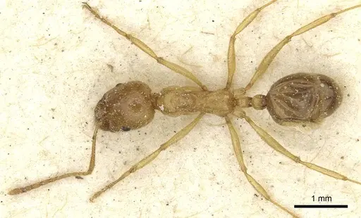 Aphaenogaster hesperia specimen