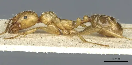 Aphaenogaster hesperia specimen