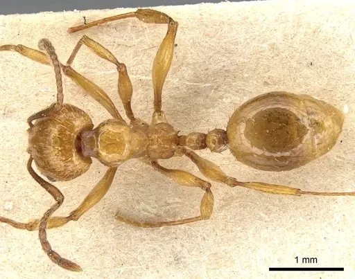 Aphaenogaster holtzi specimen