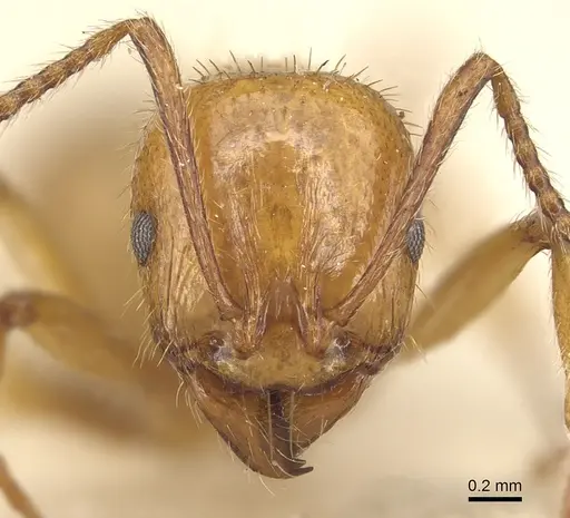 Aphaenogaster holtzi specimen