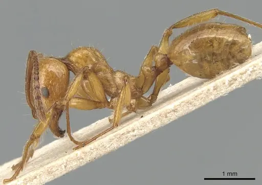Aphaenogaster holtzi specimen
