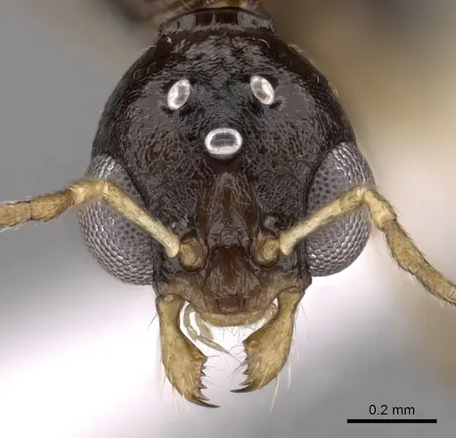 Aphaenogaster honduriana specimen