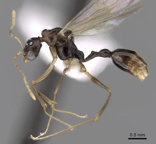 Aphaenogaster honduriana specimen