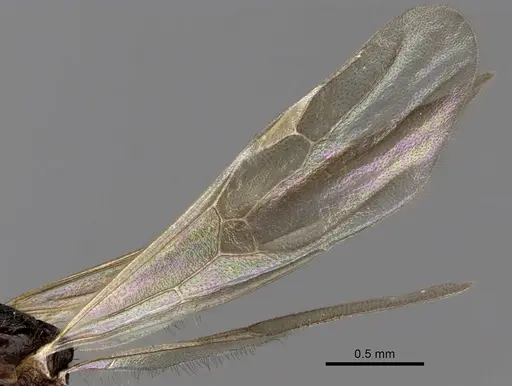 Aphaenogaster honduriana - CASENT0618810