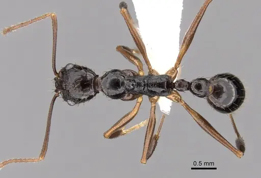 Aphaenogaster honduriana - CASENT0625320