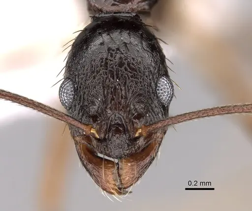 Aphaenogaster honduriana - CASENT0625320