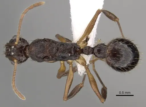 Aphaenogaster honduriana - CASENT0625322