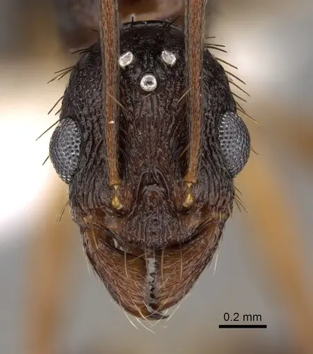 Aphaenogaster honduriana - CASENT0625322