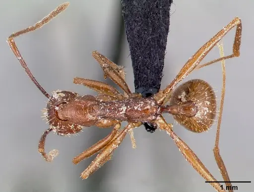 Aphaenogaster huachucana specimen