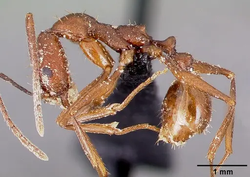 Aphaenogaster huachucana specimen