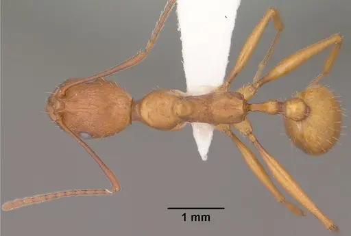 Aphaenogaster huachucana - CASENT0102825