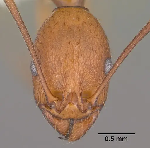 Aphaenogaster huachucana - CASENT0102825