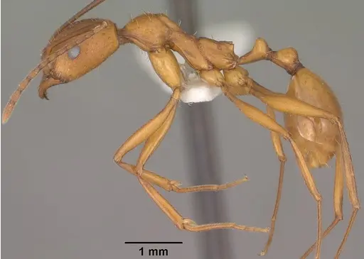 Aphaenogaster huachucana - CASENT0102825