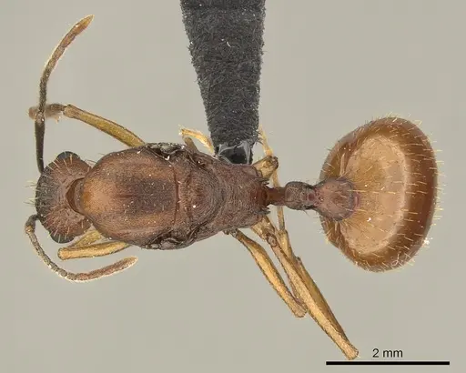 Aphaenogaster huachucana - CASENT0260082