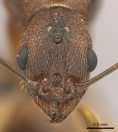 Aphaenogaster huachucana - CASENT0260082