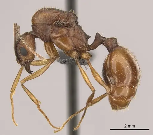 Aphaenogaster huachucana - CASENT0260082
