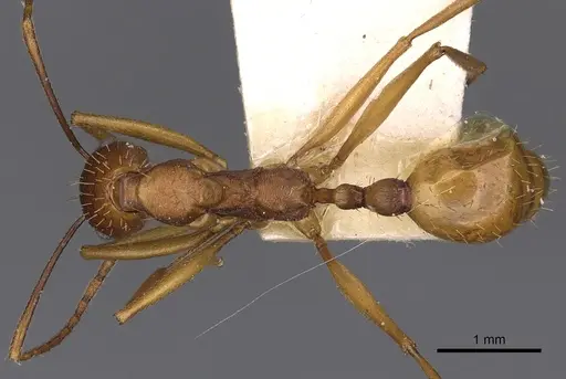 Aphaenogaster huachucana - CASENT0900415
