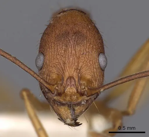 Aphaenogaster huachucana - CASENT0900415