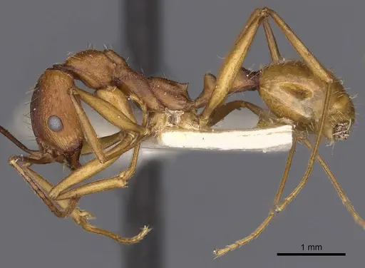 Aphaenogaster huachucana - CASENT0900415