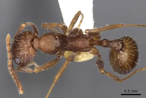 Aphaenogaster huachucana - CASENT0900421