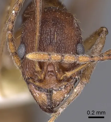 Aphaenogaster huachucana - CASENT0900421