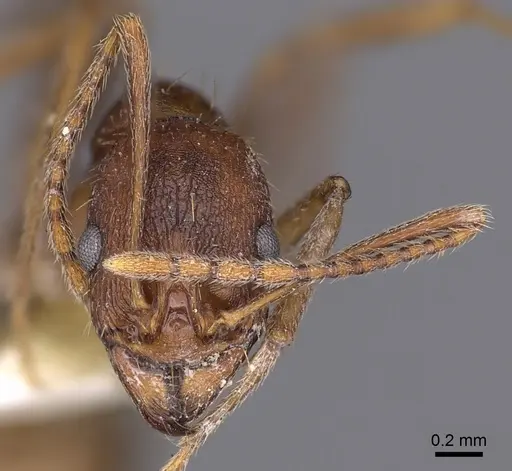 Aphaenogaster huachucana - CASENT0900421