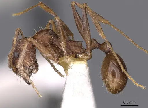Aphaenogaster huachucana - CASENT0900421