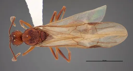Aphaenogaster huachucana - FMNHINS0000083014