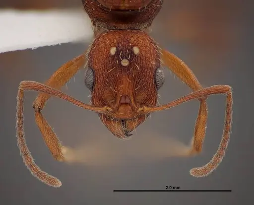 Aphaenogaster huachucana - FMNHINS0000083014