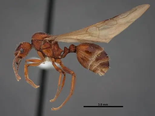 Aphaenogaster huachucana - FMNHINS0000083014
