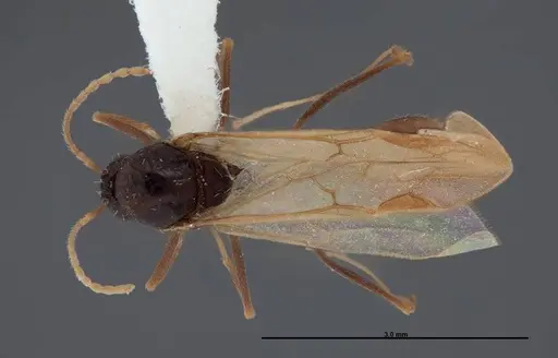 Aphaenogaster huachucana - FMNHINS0000083015